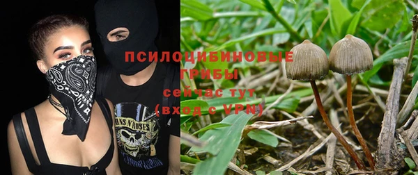 ПСИЛОЦИБИНОВЫЕ ГРИБЫ Пересвет